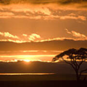 African Sunrise Poster