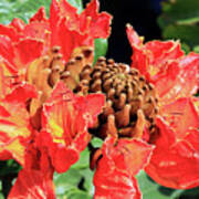 African Tulip Tree Flower Poster