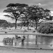 African Wildlife At The Waterhole In Black And White Poster