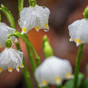 After Rain. Snowdrop Flowers Poster