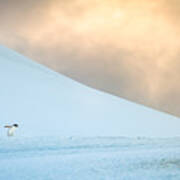 Afternoon Commute - Antarctica Penguin Photograph Poster