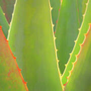 Agave Abstract Poster
