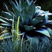 Agave Americana Poster