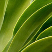 Agave Poster