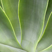 Agave Leaves Poster