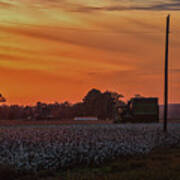 Alabama Cotton Fields Poster