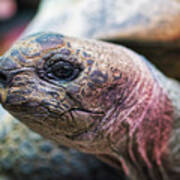 Aldabra Tortoise - Madison Zoo Poster