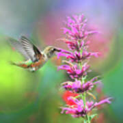 Allen's Hummingbird In Light Bubbles Poster