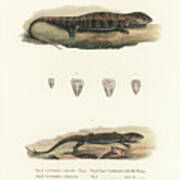 Alligator Lizards From Mexico Poster