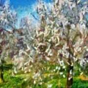 Almond Orchard Blossom Poster