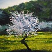 Almond Tree In Blossom Poster