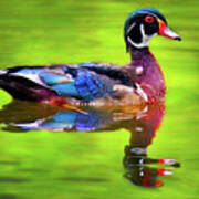 Almost Perfect Wood Duck Poster