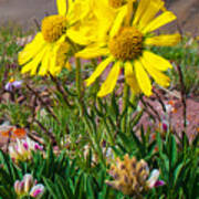 Alpine Sunflower Vertical Poster