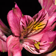 Alstroemeria Flower Poster