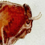 Altamira Prehistoric Bison Detail Poster