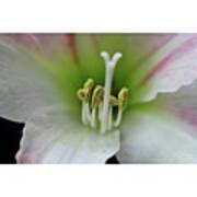 Amaryllis 