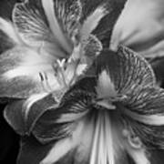 Amaryllis In Black And White Poster