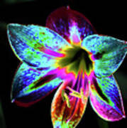 Amaryllis In Neon Poster