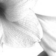 Amaryllis In White Poster