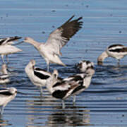 American Avocet's Taking A Break Poster