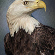 American Bald Eagle Portrait Poster