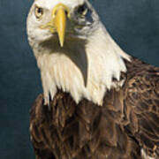 American Bald Eagle Portrait Ii Poster