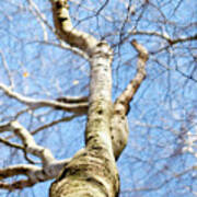 American Beech Tree Poster