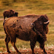 American Bison Poster