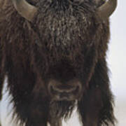 American Bison Portrait In Snow North Poster