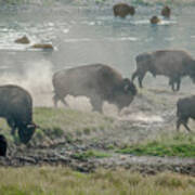 American Buffalo Poster