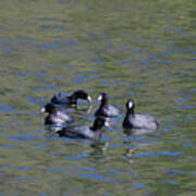 American Coots 20120405_278a Poster