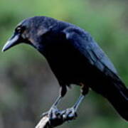 American Crow In Thought Poster