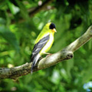 American Goldfinch 2 Poster