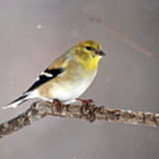 American Goldfinch 5 Poster