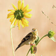 American Goldfinch Feeding On Sunflower Seeds Poster