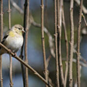 American Goldfinch Poster