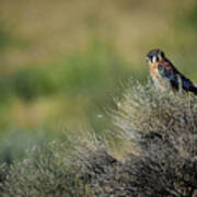 American Kestrel 2 Poster