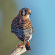 American Kestrel 3 Poster