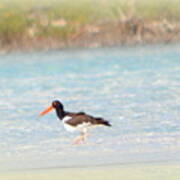 American Oystercatcher Poster