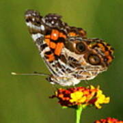 American Painted Lady Poster