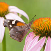 American Snout Butterfly On Echinacea Poster