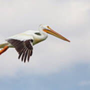 American White Pelican Cruising Poster