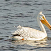 American White Pelican In Spring Poster