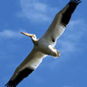 American White Pelican Wings Poster