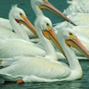 American White Pelicans Poster