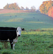 Amish Cow Early Morning  5788 Poster