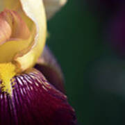 Among The Irises Poster
