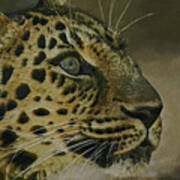 Amur Leopard De Poster