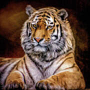 Amur Tiger Poster