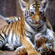 Amur Tiger Cubs Poster
